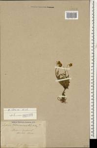 Anthemis cretica subsp. iberica (M. Bieb.) Grierson, Caucasus, Turkish Caucasus (NE Turkey) (K7) (Turkey)