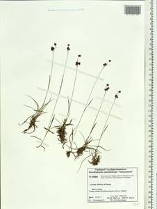 Luzula multiflora subsp. sibirica V. I. Krecz., Siberia, Central Siberia (S3) (Russia)