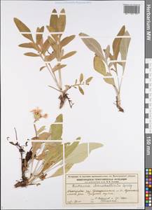 Psephellus marschallianus (Spreng.) K.Koch, Eastern Europe, Volga-Kama region (E7) (Russia)