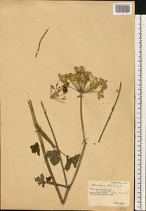 Heracleum sphondylium subsp. sibiricum (L.) Simonk., Eastern Europe, South Ukrainian region (E12) (Ukraine)