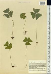 Oxalis obtriangulata Maxim., Siberia, Russian Far East (S6) (Russia)