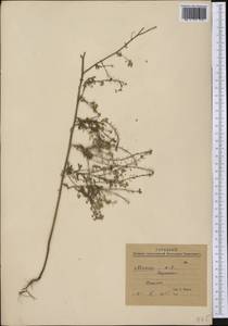 Brassicaceae, America (AMER) (Mexico)
