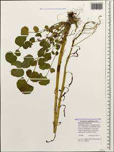 Cardamine raphanifolia subsp. acris (Griseb.) O.E. Schulz, Caucasus, Stavropol Krai, Karachay-Cherkessia & Kabardino-Balkaria (K1b) (Russia)
