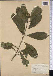 Cestrum macrophyllum Vent., America (AMER) (Cuba)