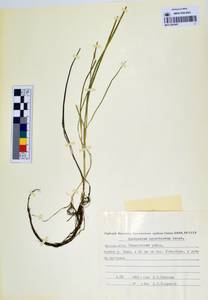 MAG 0003687, Sparganium hyperboreum Laest. ex Beurl., Siberia, Yakutia (S5) (Russia)
