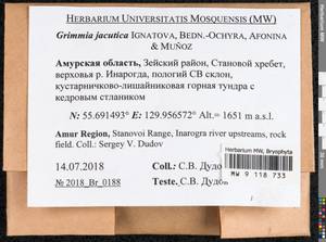Grimmia jacutica Ignatova, Bedn.-Ochyra, Afonina & J. Muñoz, Bryophytes, Bryophytes - Russian Far East (excl. Chukotka & Kamchatka) (B20) (Russia)