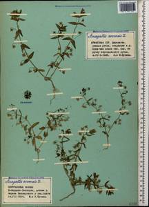 Lysimachia arvensis subsp. arvensis, Caucasus, Armenia (K5) (Armenia)