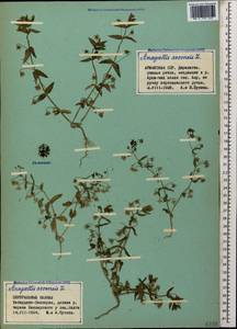 Lysimachia arvensis (L.) U.Manns & Anderb., Caucasus, Stavropol Krai, Karachay-Cherkessia & Kabardino-Balkaria (K1b) (Russia)