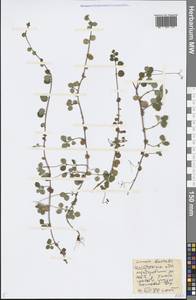 Linnaea borealis L., Eastern Europe, Central forest region (E5) (Russia)