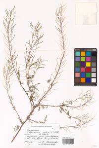 Descurainia sophia (L.) Webb ex Prantl, Siberia, Russian Far East (S6) (Russia)