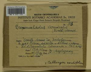 Hamatocaulis vernicosus (Mitt.) Hedenäs, Bryophytes, Bryophytes - Middle Russia (B6) (Russia)