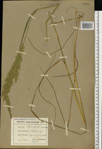 Calamagrostis epigejos (L.) Roth, Eastern Europe, North Ukrainian region (E11) (Ukraine)