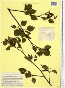 Betula pubescens var. litwinowii (Doluch.) Ashburner & McAll., Caucasus, Stavropol Krai, Karachay-Cherkessia & Kabardino-Balkaria (K1b) (Russia)