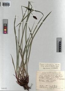 KUZ 003 164, Carex orbicularis Boott, Siberia, Altai & Sayany Mountains (S2) (Russia)