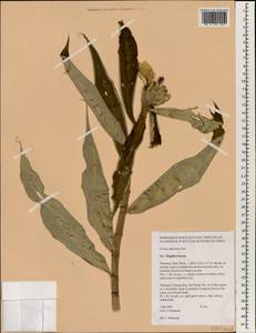 Hellenia speciosa (J.Koenig) S.R.Dutta, South Asia, South Asia (Asia outside ex-Soviet states and Mongolia) (ASIA) (Thailand)