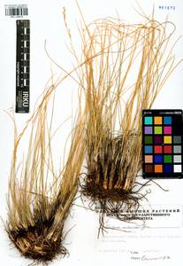 Festuca altaica Trin., Siberia, Altai & Sayany Mountains (S2) (Russia)