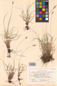 Carex pilulifera L., Eastern Europe, West Ukrainian region (E13) (Ukraine)