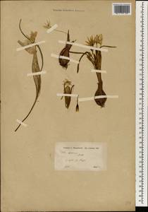 Colchicum, South Asia, South Asia (Asia outside ex-Soviet states and Mongolia) (ASIA) (Syria)