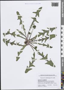 Taraxacum xanthostigma H.Lindb., Eastern Europe, North-Western region (E2) (Russia)