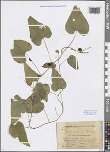 Dioscorea communis (L.) Caddick & Wilkin, Caucasus, Krasnodar Krai & Adygea (K1a) (Russia)