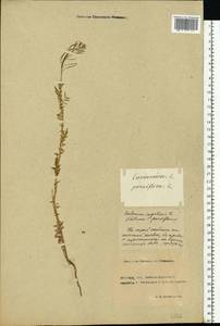 Cardamine impatiens L., Eastern Europe, Rostov Oblast (E12a) (Russia)