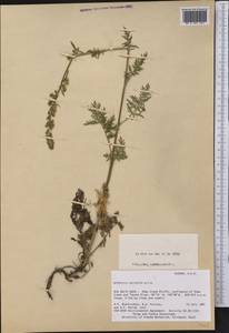 Artemisia laciniata Willd., America (AMER) (United States)