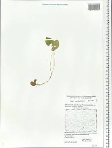 Viola sacchalinensis H. Boissieu, Siberia, Russian Far East (S6) (Russia)