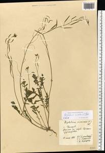 Diplotaxis muralis (L.) DC., Eastern Europe, West Ukrainian region (E13) (Ukraine)