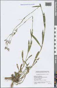 Silene flos-cuculi (L.) Greuter & Burdet, Eastern Europe, Central region (E4) (Russia)