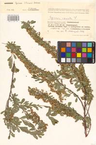 Spiraea crenata subsp. crenata, Eastern Europe, Lower Volga region (E9) (Russia)