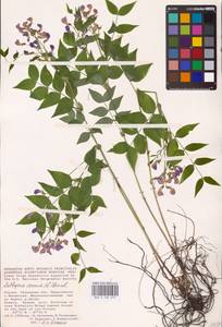 Lathyrus vernus (L.) Bernh., Eastern Europe, Central region (E4) (Russia)