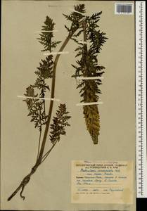 Pedicularis condensata M. Bieb., Caucasus, South Ossetia (K4b) (South Ossetia)