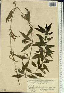 Rubia jesoensis (Miq.) Miyabe & Kudo, Siberia, Russian Far East (S6) (Russia)