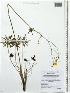 Ranunculus acris L., Eastern Europe, North-Western region (E2) (Russia)