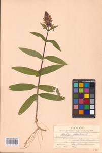MHA 0 154 877, Stachys palustris L., Eastern Europe, Central forest region (E5) (Russia)