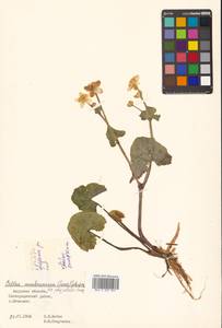 Caltha palustris var. polypetala (Hochst. ex Lorent) Huth, Siberia, Russian Far East (S6) (Russia)