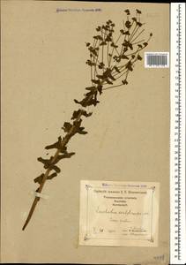 Euphorbia condylocarpa M.Bieb., Caucasus, Georgia (K4) (Georgia)