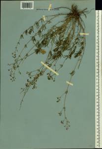 Galium xeroticum (Klokov) Pobed., Eastern Europe, Rostov Oblast (E12a) (Russia)