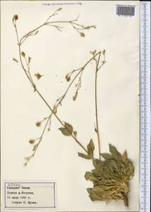 Silene, Middle Asia, Pamir & Pamiro-Alai (M2) (Tajikistan)