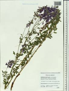 Hedysarum alpinum L., Siberia, Baikal & Transbaikal region (S4) (Russia)