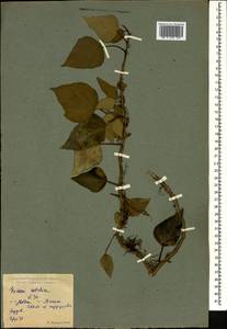 Hedera colchica (K. Koch) K. Koch, Caucasus, Krasnodar Krai & Adygea (K1a) (Russia)