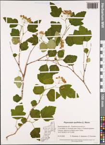 Physocarpus opulifolius (L.) Maxim., Eastern Europe, North-Western region (E2) (Russia)