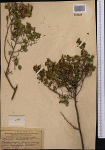 Spiraea trilobata L., Middle Asia, Dzungarian Alatau & Tarbagatai (M5) (Kazakhstan)