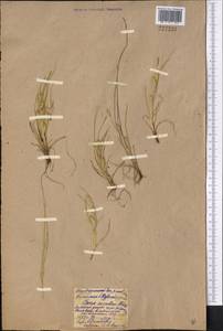 Carex secalina Willd. ex Wahlenb., Middle Asia, Northern & Central Kazakhstan (M10) (Kazakhstan)