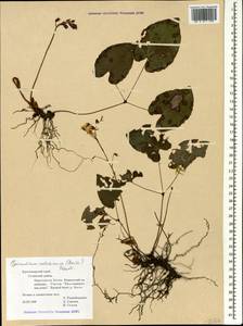 Epimedium pinnatum subsp. colchicum (Boiss.) N. Busch, Caucasus, Black Sea Shore (from Novorossiysk to Adler) (K3) (Russia)