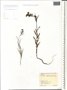 Euphorbia leptocaula Boiss., Caucasus, Black Sea Shore (from Novorossiysk to Adler) (K3) (Russia)