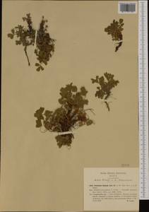 Sibbaldia procumbens L., Western Europe (EUR) (Italy)