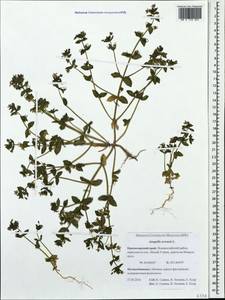 Lysimachia arvensis subsp. arvensis, Caucasus, Black Sea Shore (from Novorossiysk to Adler) (K3) (Russia)