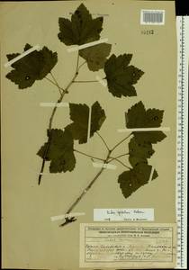 Ribes spicatum E. Robson, Eastern Europe, Volga-Kama region (E7) (Russia)