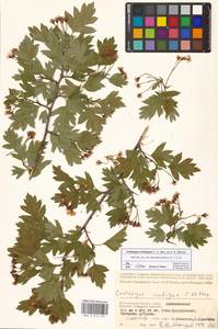 Crataegus ambigua C. A. Mey. ex A. K. Becker, Eastern Europe, Lower Volga region (E9) (Russia)